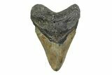 Fossil Megalodon Tooth - North Carolina #356700-1